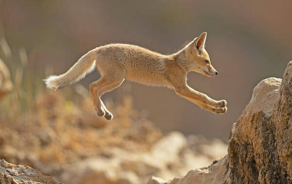 Jump Art Print featuring the photograph First Jump Of A Fox Cub by Shlomo Waldmann