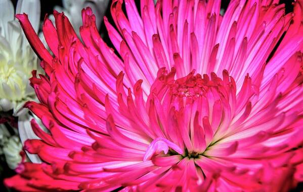 Flowers Art Print featuring the photograph Flowers 34 by Kristalin Davis by Kristalin Davis