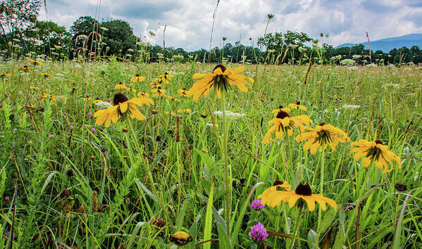 Clover Art Print featuring the photograph Flowers of the Field, Cades Cove by Marcy Wielfaert