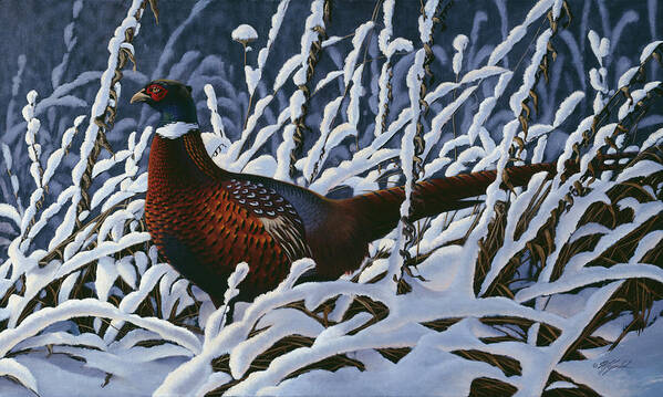 A Pheasant Walking Through A Snow Covered Grassy Field Art Print featuring the painting Fresh Snow - Ringneck Pheasant by Wilhelm Goebel