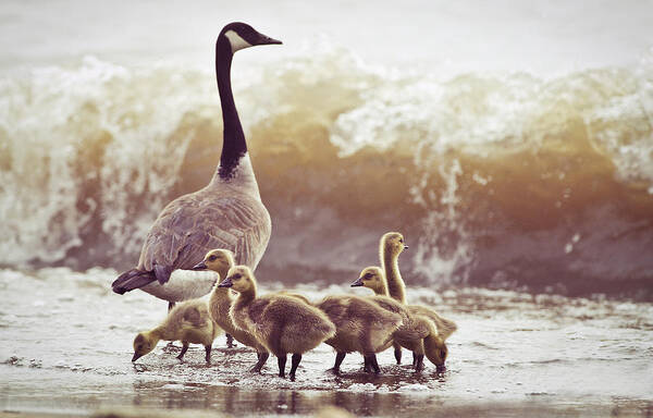 Lake Ontario Art Print featuring the photograph Gaggle by Photogodfrey