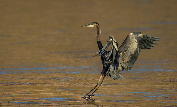 Great Blue Heron Art Print featuring the photograph Great Blue Heron Landing by Rick Mosher