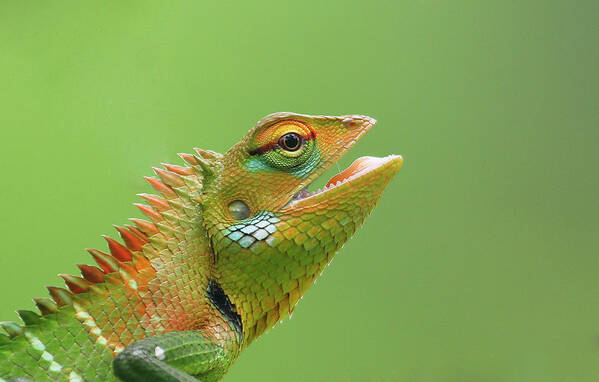 Natural Pattern Art Print featuring the photograph Green Forest Lizard by Saranga Deva De Alwis