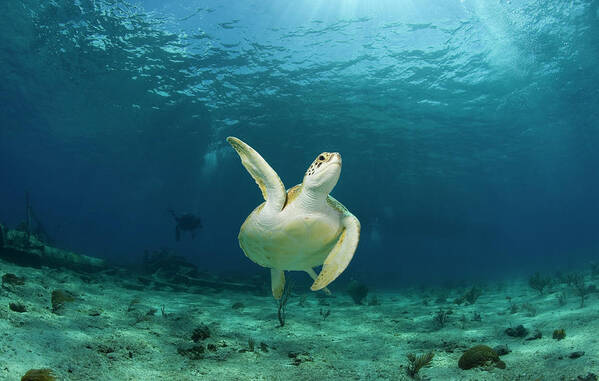 Underwater Art Print featuring the photograph Green Turtle Chelonia Mydas Swimming by Stephen Frink