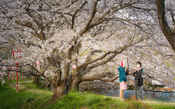 Cherry Blossoms
Lantern
Hidden
Spring
Street Art Print featuring the photograph Hidden By A Lantern by Fumi Taki