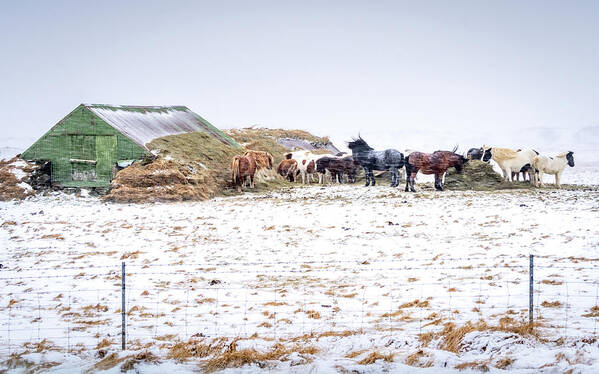 Iceland Art Print featuring the photograph Horses Sheltering by Framing Places