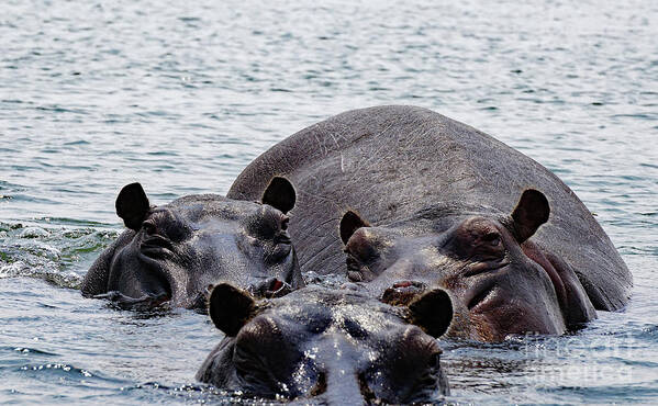 Hippo Aftrica Zambezi Zambia Art Print featuring the photograph Hungry Hungry by Darcy Dietrich