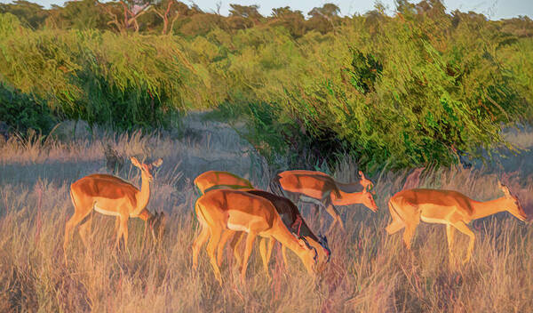 Impala Art Print featuring the photograph Impalas of Botswana, Painterly by Marcy Wielfaert