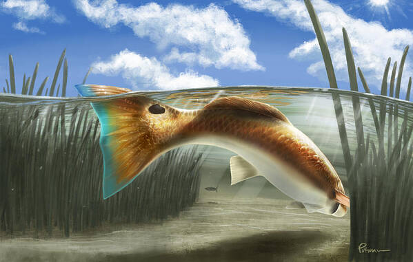 Redfish Art Print featuring the digital art In The Gut by Kevin Putman