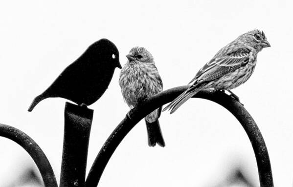 Birds Art Print featuring the photograph Jealousy by Briana K