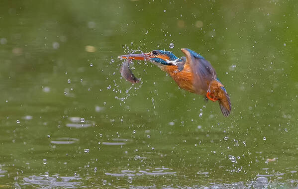 Kingfisher Art Print featuring the photograph Kingfisher by David Hua