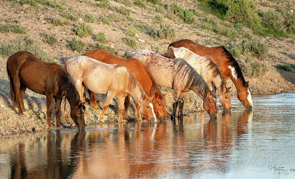 Horses Art Print featuring the photograph Lineup at the Pond-- Wild Horses by Judi Dressler