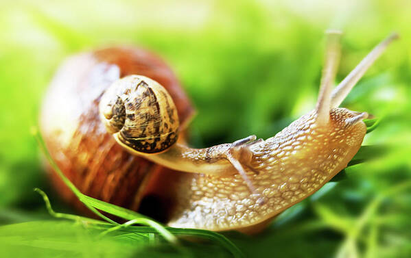 Animal Shell Art Print featuring the photograph Macro Shot Of Snail by Copyright Oneliapg Photography