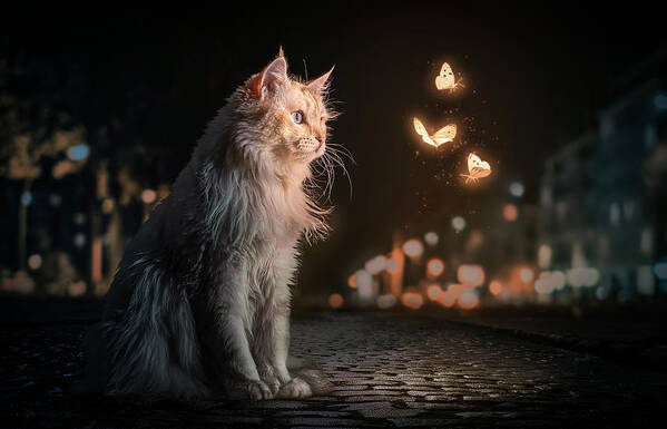 Composing Art Print featuring the photograph Magiccat by Marcel Egger
