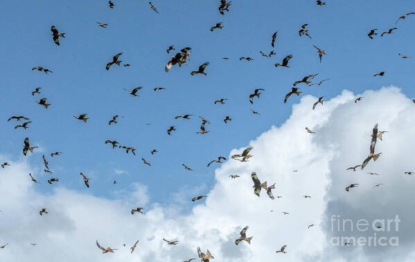 Avian Art Print featuring the photograph Masses Of Red Kites In Flight by Bob Gibbons/science Photo Library