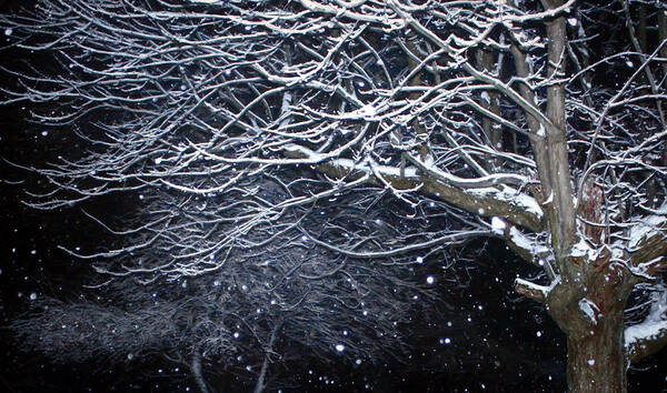 Winter Art Print featuring the photograph Midnight in Winter by Susan Hope Finley