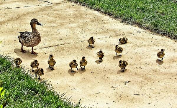 Ducks Art Print featuring the photograph Momma and Ducklings by Allen Nice-Webb