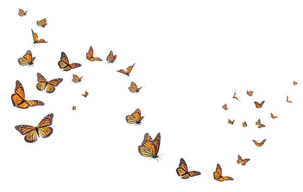 White Background Art Print featuring the photograph Monarch Butterflies In Motion by Liliboas