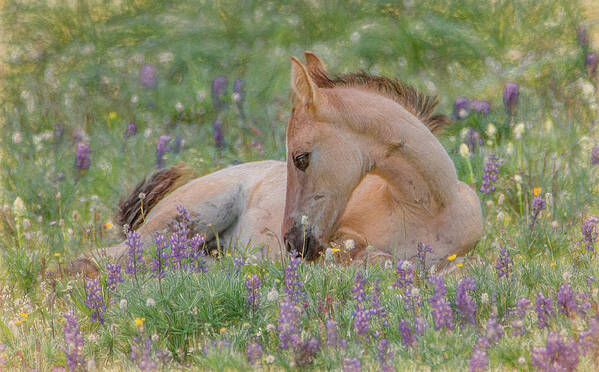Wild Mustangs Art Print featuring the photograph Wild Mustang Foal in the Wildflowers by Marcy Wielfaert