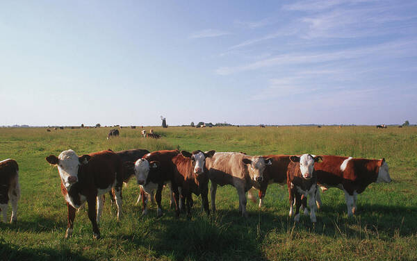 Cow Art Print featuring the photograph Norfolk Cows by Epics