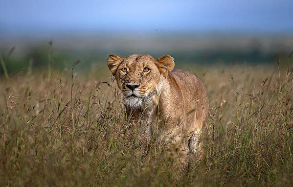 Africa Art Print featuring the photograph On The Prowl by Xavier Ortega