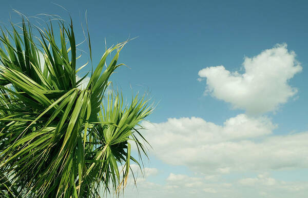 Scenics Art Print featuring the photograph Palms And Clouds by Sstop