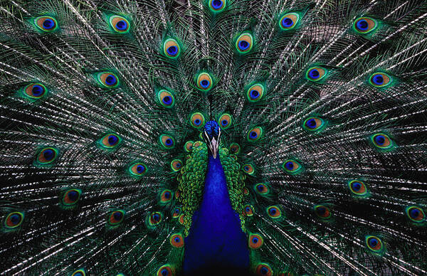 Quito Art Print featuring the photograph Peacock In Full Display, Quito by Richard I'anson