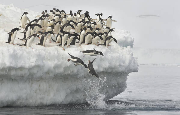 Penguin Art Print featuring the photograph Penguins Jumping by Joan Gil Raga