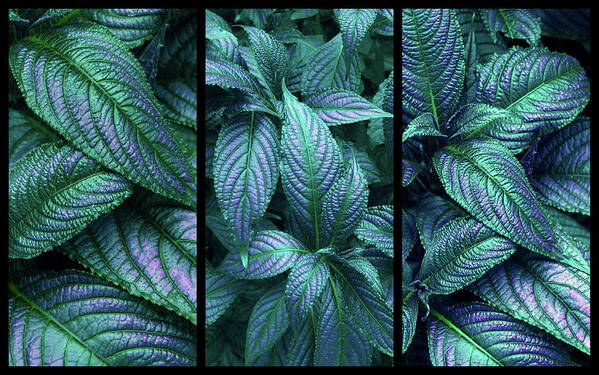 Leaves Art Print featuring the photograph Persian Shield Triptych by Jessica Jenney
