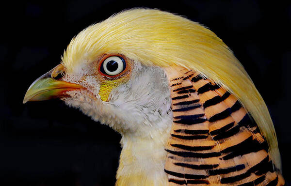 Bird
Animal
Feathers
Eye
Pheasant
Golden Art Print featuring the photograph Portrait Of A Golden Pheasant by Robin Wechsler