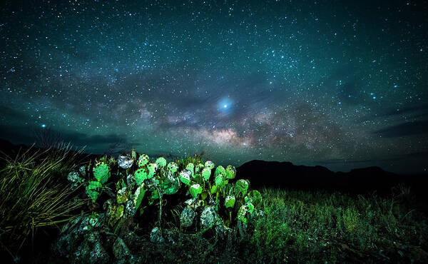 Big Bend Art Print featuring the photograph Prickly Pear Beneath the Milky Way by David Morefield