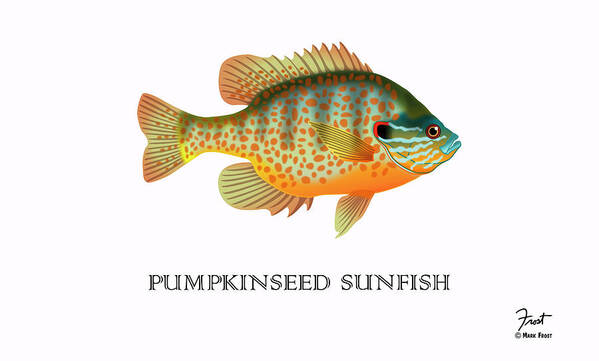 Pumpkinseed Sunfish Art Print featuring the digital art Pumpkinseed Sunfish by Mark Frost