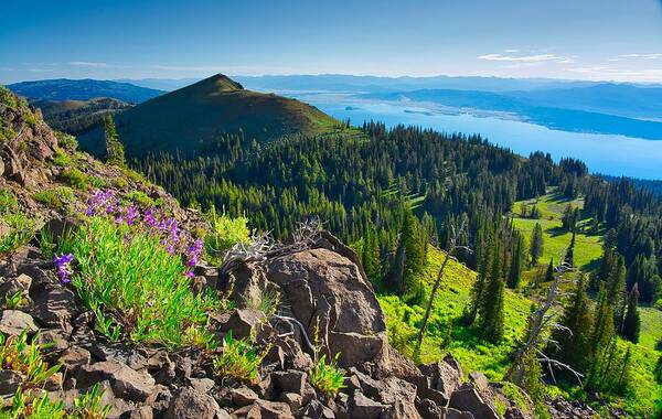 Lake Art Print featuring the photograph Purple Vista by Tom Gresham