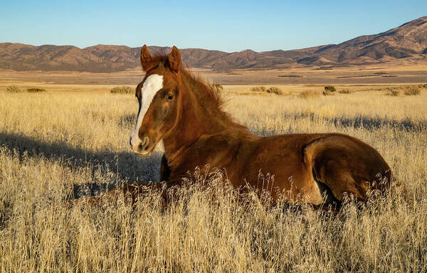 Horse Art Print featuring the photograph Resting Foal by Kent Keller