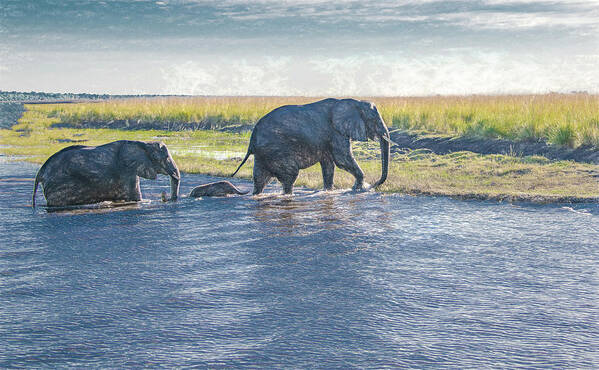 Elephants Art Print featuring the photograph Safe Crossing by Marcy Wielfaert