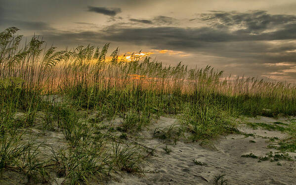 Seascape Art Print featuring the photograph Sea Grass by Ray Silva