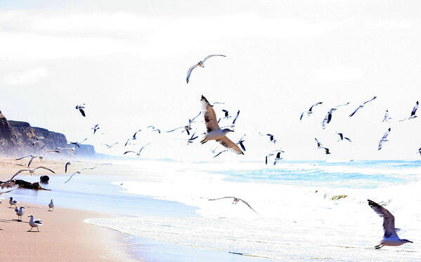 Tranquility Art Print featuring the photograph Seagulls Flying by Aaron C. Engelberg Photography Sunnyvale, Ca
