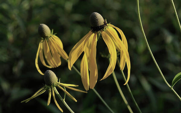 Yellow Coneflowers Art Print featuring the photograph Shades Of Nature 43 by Gordon Semmens