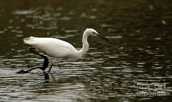 Snowy Egret Art Print featuring the photograph Snowy egret looking for fish by Sam Rino