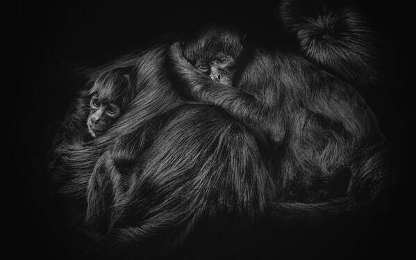 Monkey Art Print featuring the photograph Spider Monkeys by Paul Gs