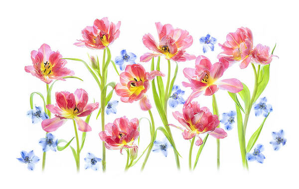 Spring Art Print featuring the photograph Spring Delight by Lydia Jacobs