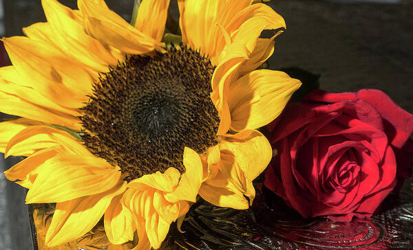 Flower Art Print featuring the photograph Sunflower and Rose by Laurel Powell