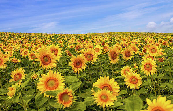 Scenics Art Print featuring the photograph Sunflower Fields by Agustin Rafael C. Reyes