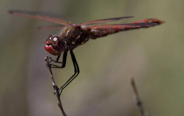 Dragonfly Art Print featuring the photograph The Dragonfly's Eyes by Jonathan Thompson