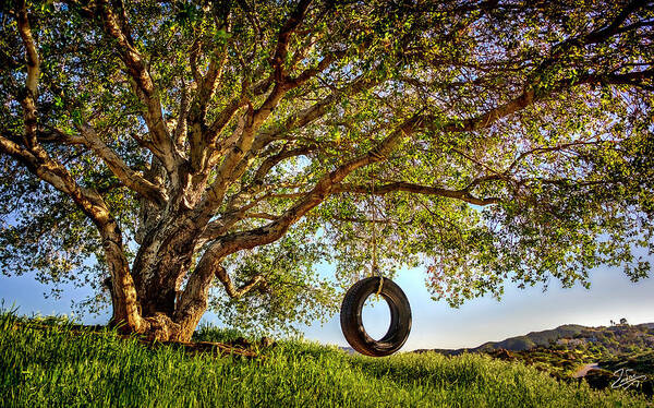 Oak Tree Art Print featuring the photograph The Old Tire Swing by Endre Balogh