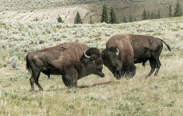 Bison Buffalo Animals Wildlife Yellowstone National Park Rut Season Males Bulls Art Print featuring the photograph The Rut begins by Ronnie And Frances Howard