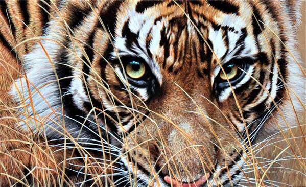 Paintings Art Print featuring the painting Tiger Eyes by Alan M Hunt by Alan M Hunt