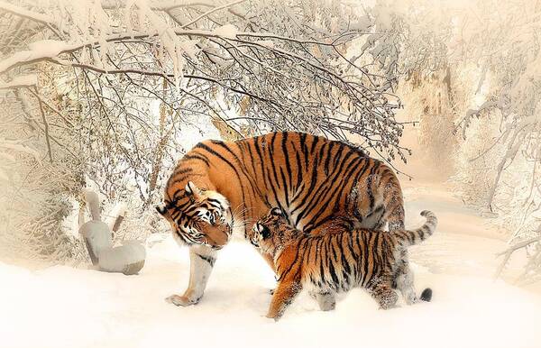  Art Print featuring the photograph Tiger family by Top Wallpapers