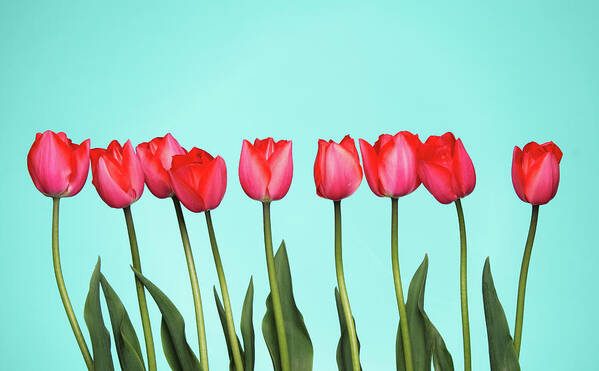 In A Row Art Print featuring the photograph Tulips On Blue by Joelena