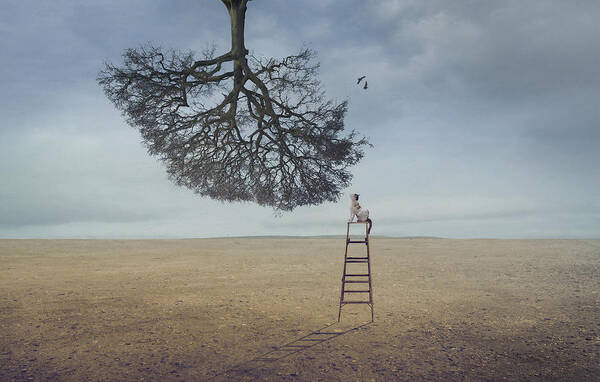 Tree Art Print featuring the photograph Were Birds by Sulaiman Almawash